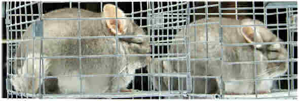 Chinchillas at the show
