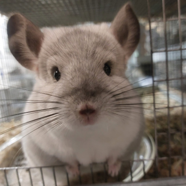 Chinchilla
